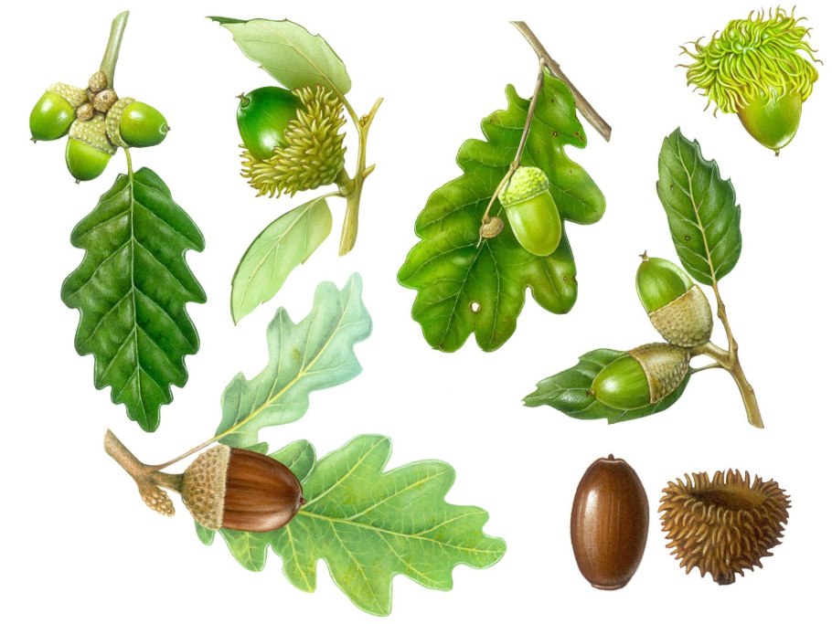 Дуб красный желуди