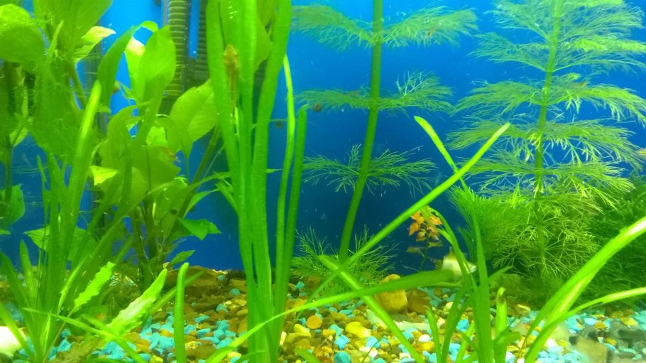 Людвигия Аркуата (Ludwigia arcuata)