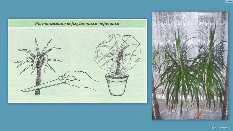 Корни драцены
