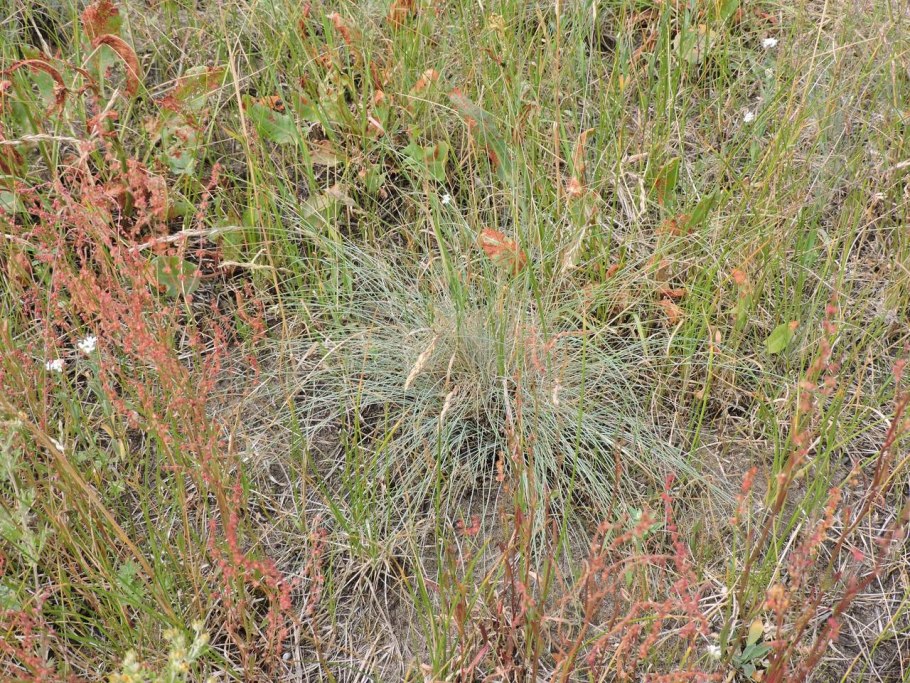 Овсяница Валлисская (Festuca valesiaca)