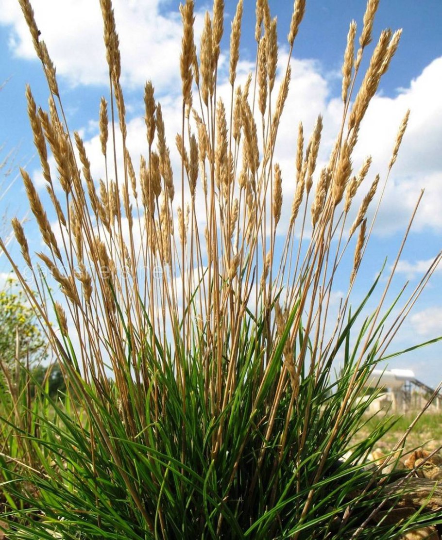 Festuca ovina
