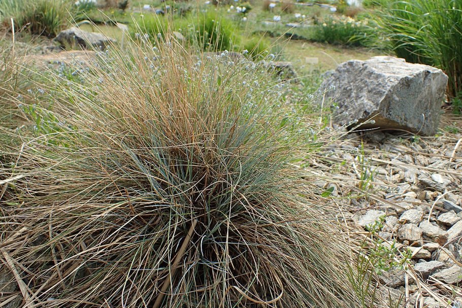 Овсяница Валлисская (Festuca valesiaca)