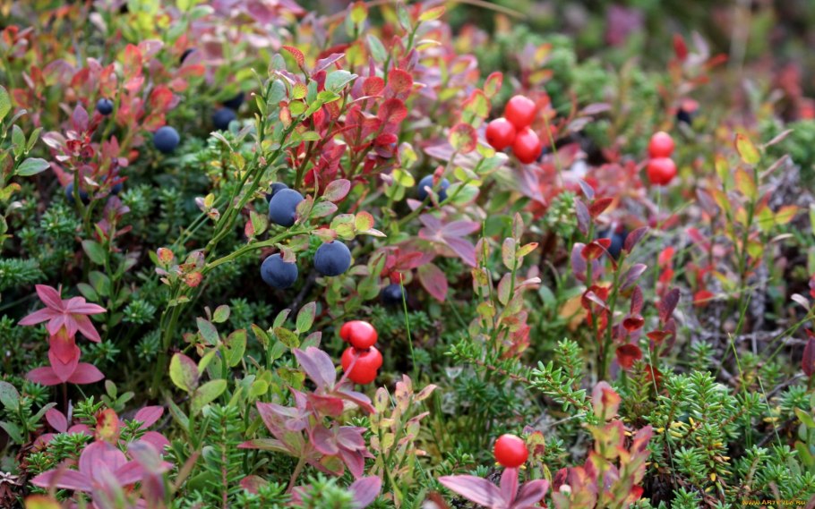 Брусника Морошка лес