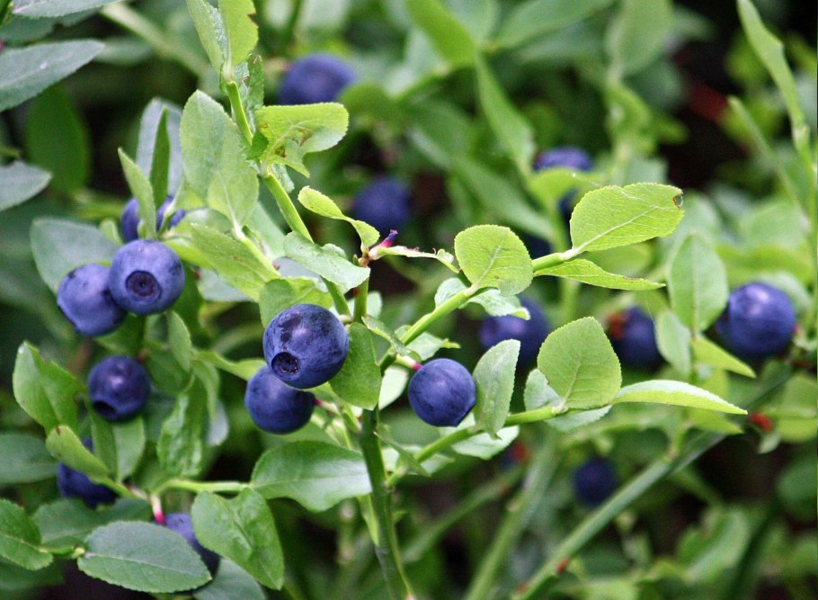 Vaccinium myrtillus черника ягоды