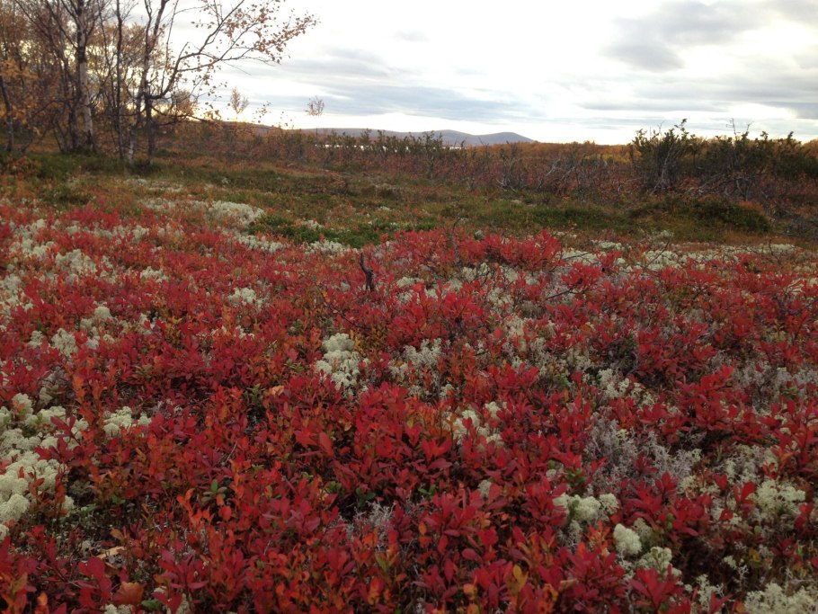 Березовое Редколесье Кольский полуостров