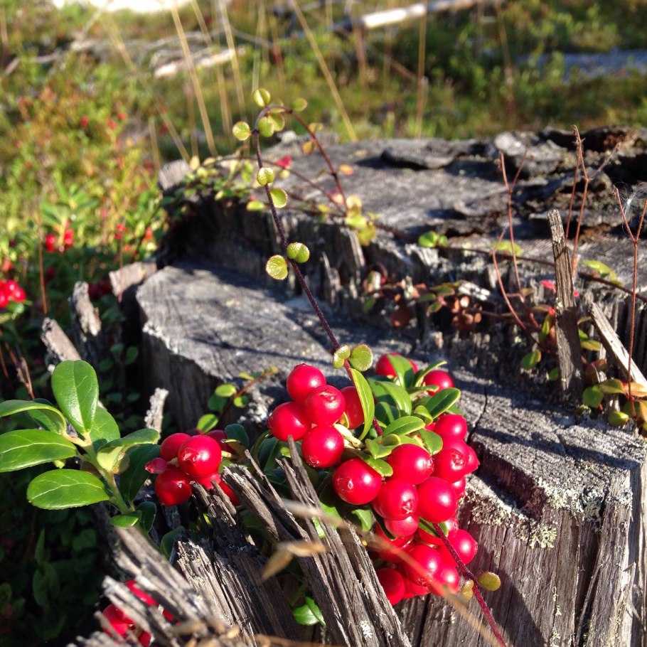 Красная ягода в лесу