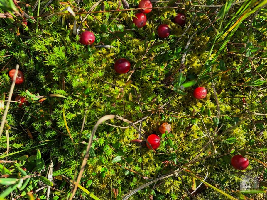 Клюква и Морошка