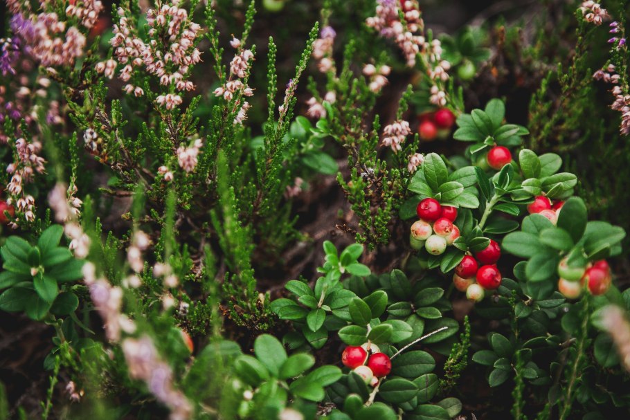 Ягоды тайги брусника