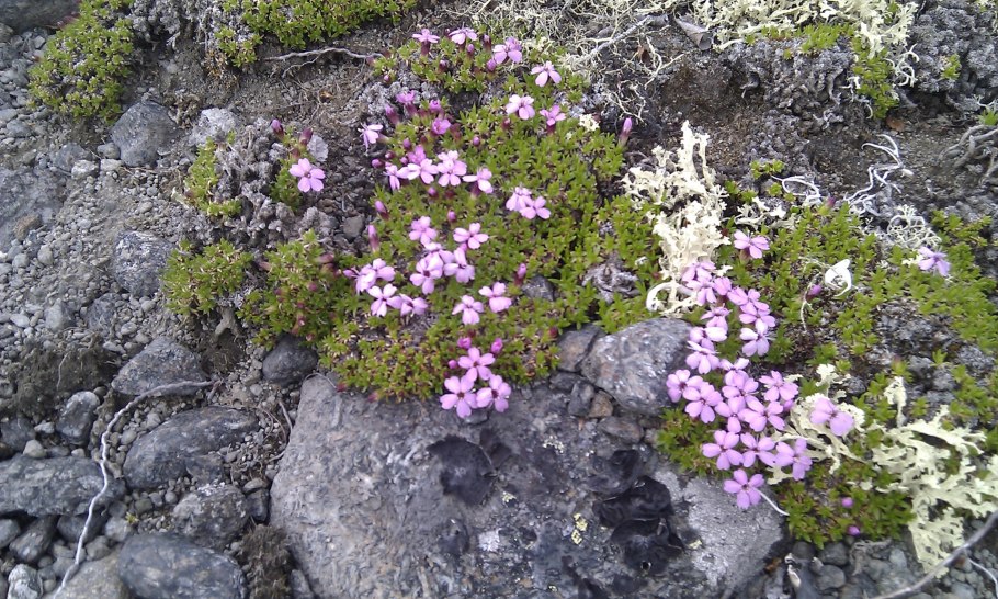 Камнеломка в тундре