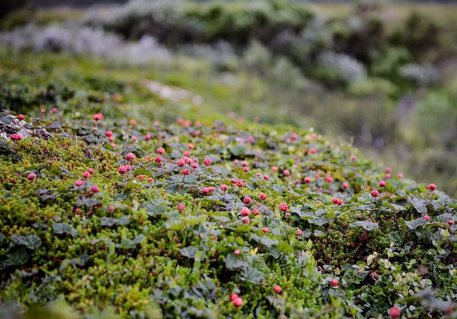 Морошка Кольский полуостров