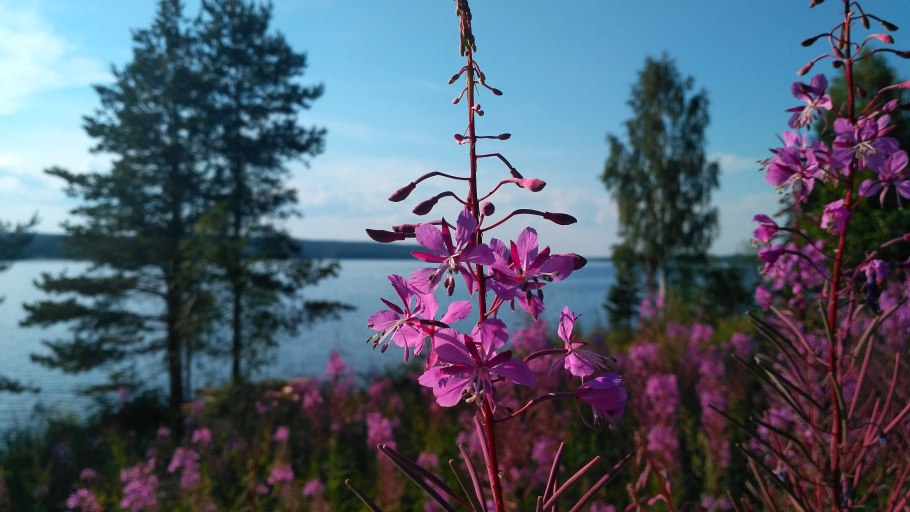 Лесные растения Карелии