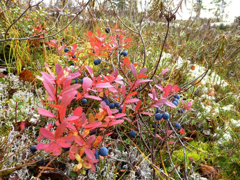 Низкорослые растения тундры