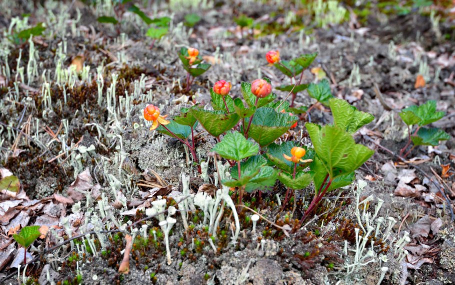 Морошка во мху