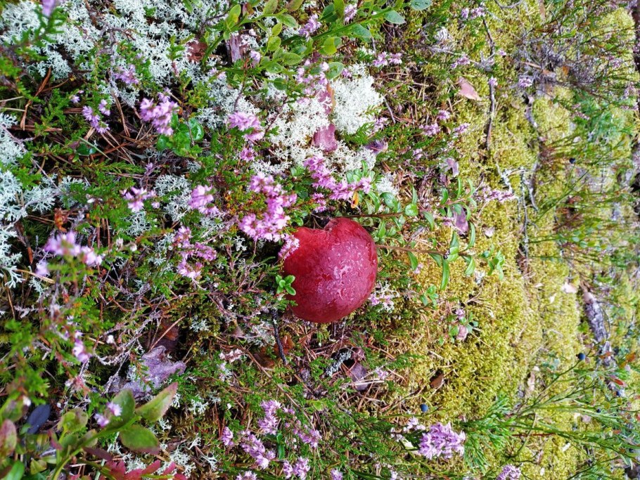 Растения Карелии