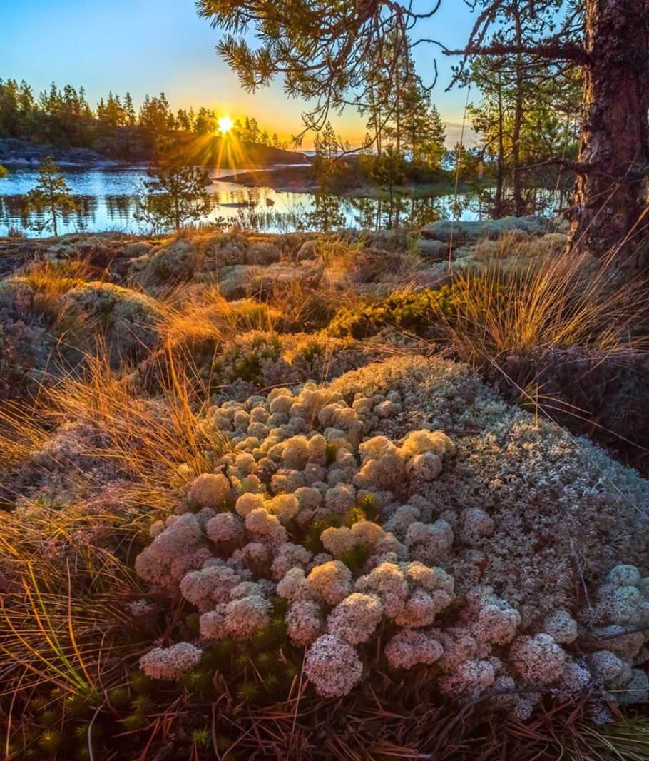 Альпийский мох Мшанка