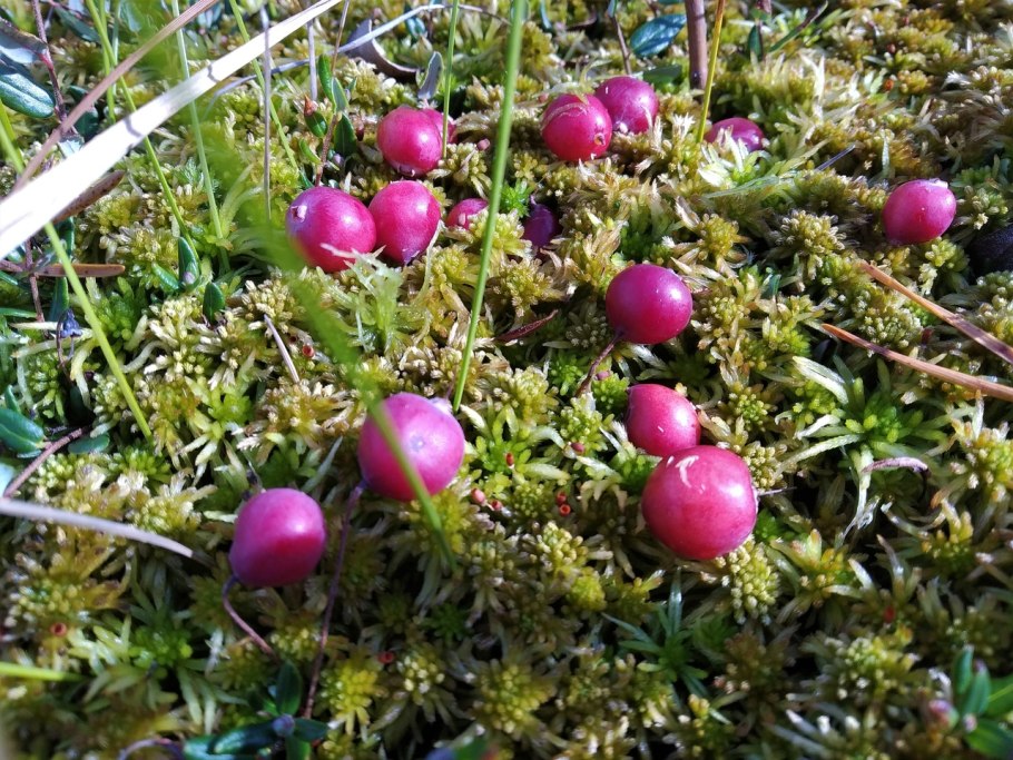 Клюква Болотная ягода