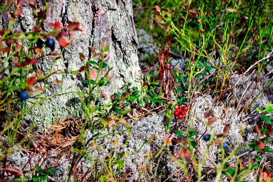 Лес брусника Карелия