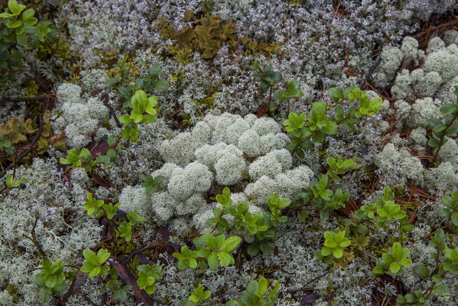 Олений мох ягель Карелия