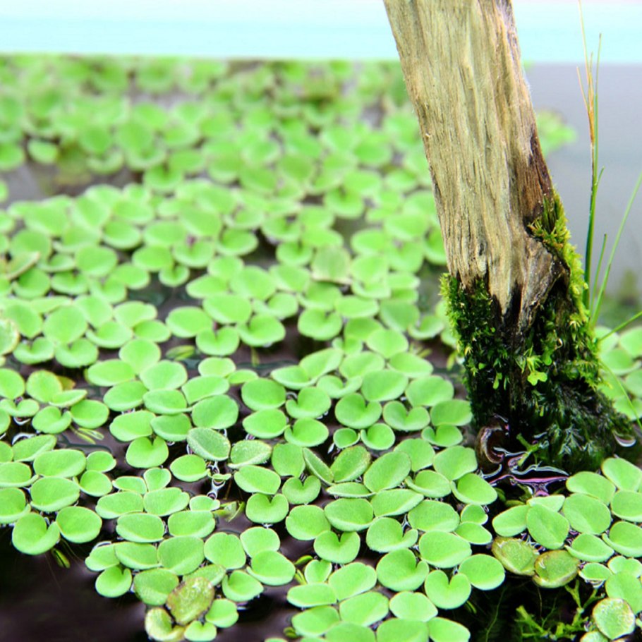 Папоротник Сальвиния