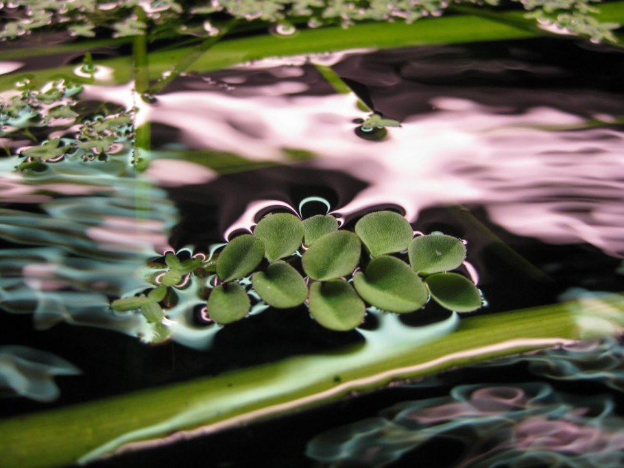 Растение Сальвиния натанс