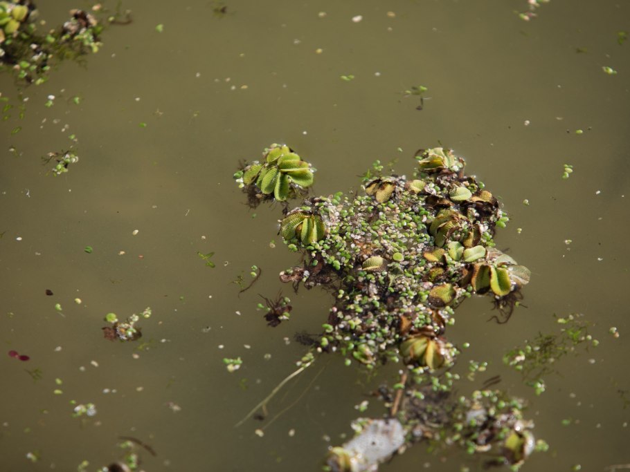 Растение реки Казанки
