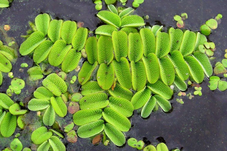 Сальвиния Реликт