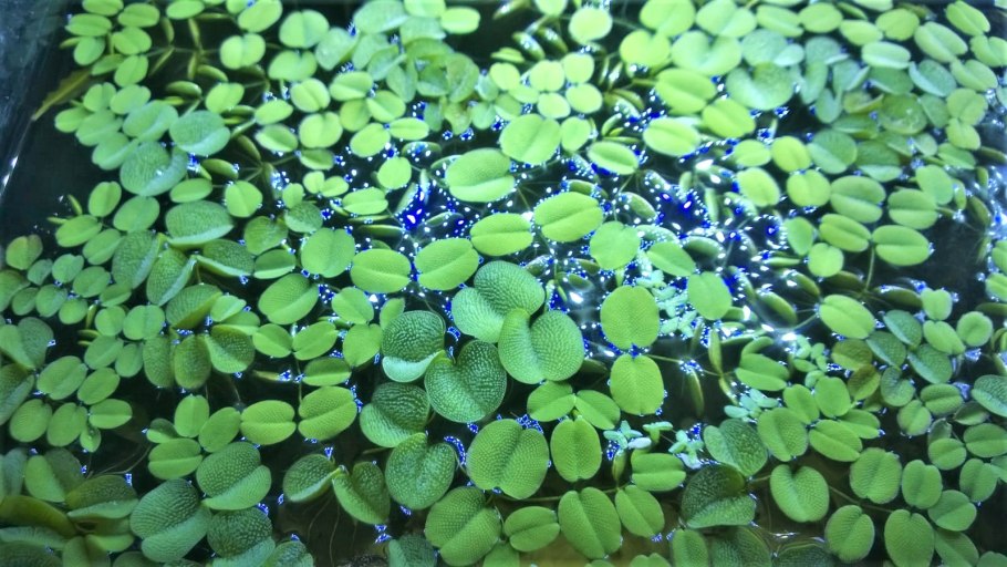 Водяной папоротник Сальвиния