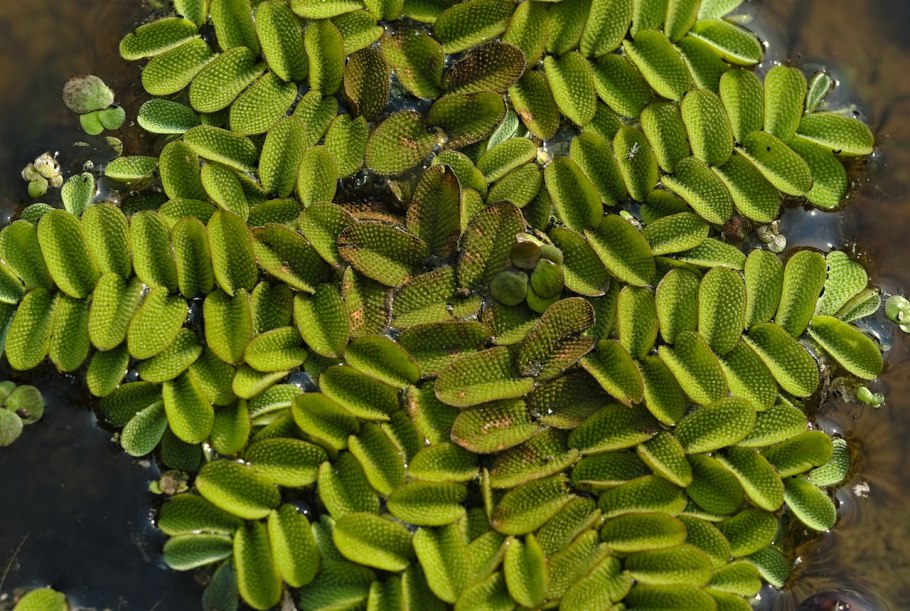 Сальвиния плавающая