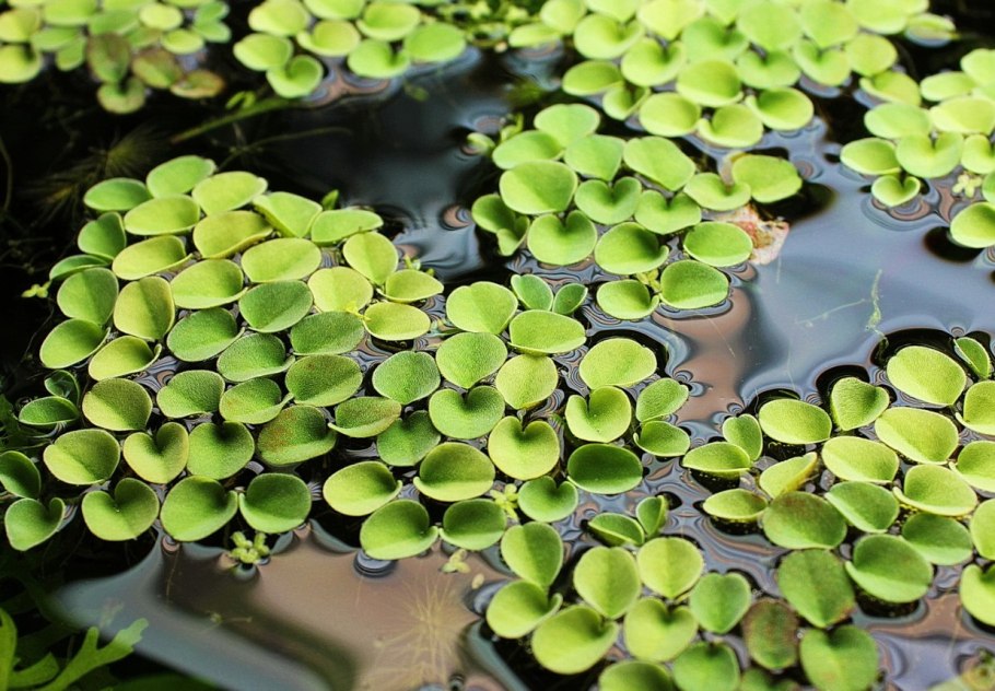 Папоротник Сальвиния