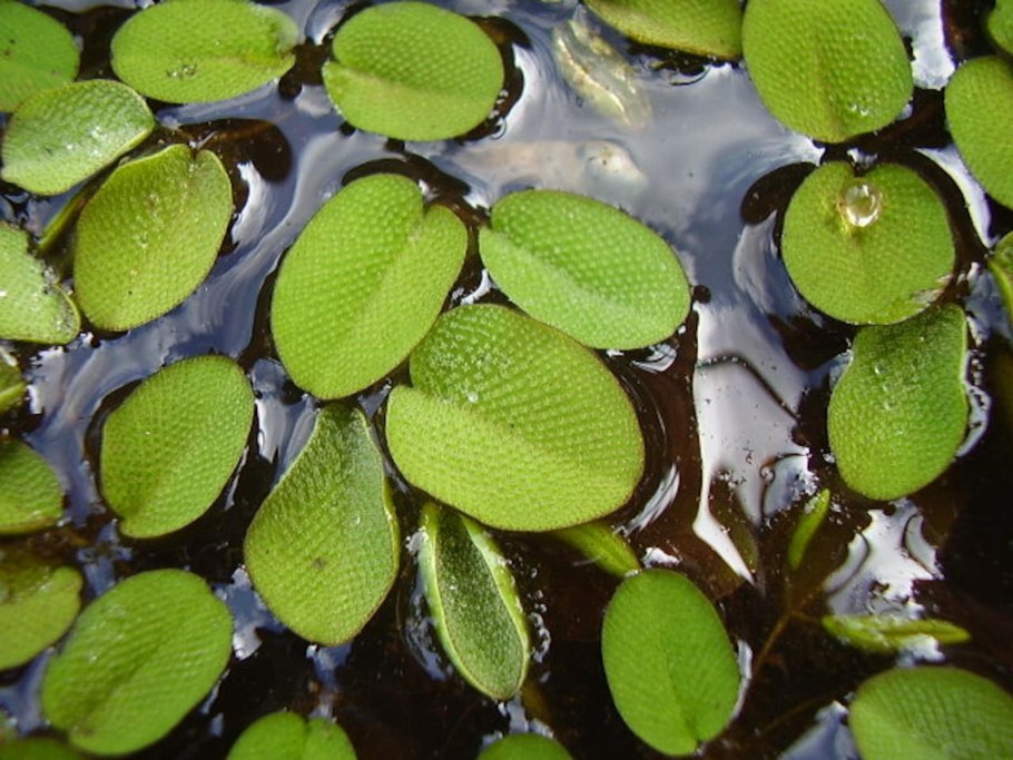 Сальвиния Минима