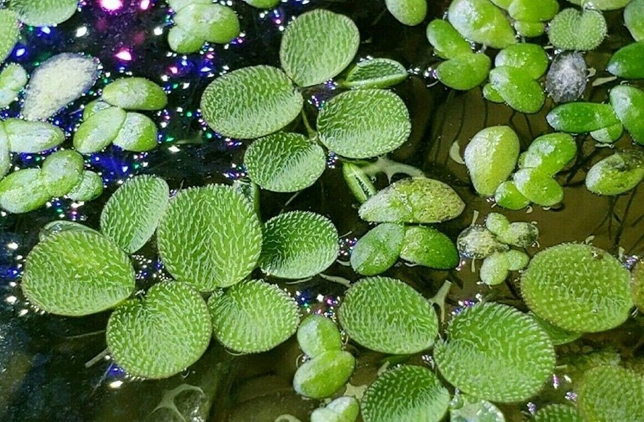 Папоротник Сальвиния ушастая