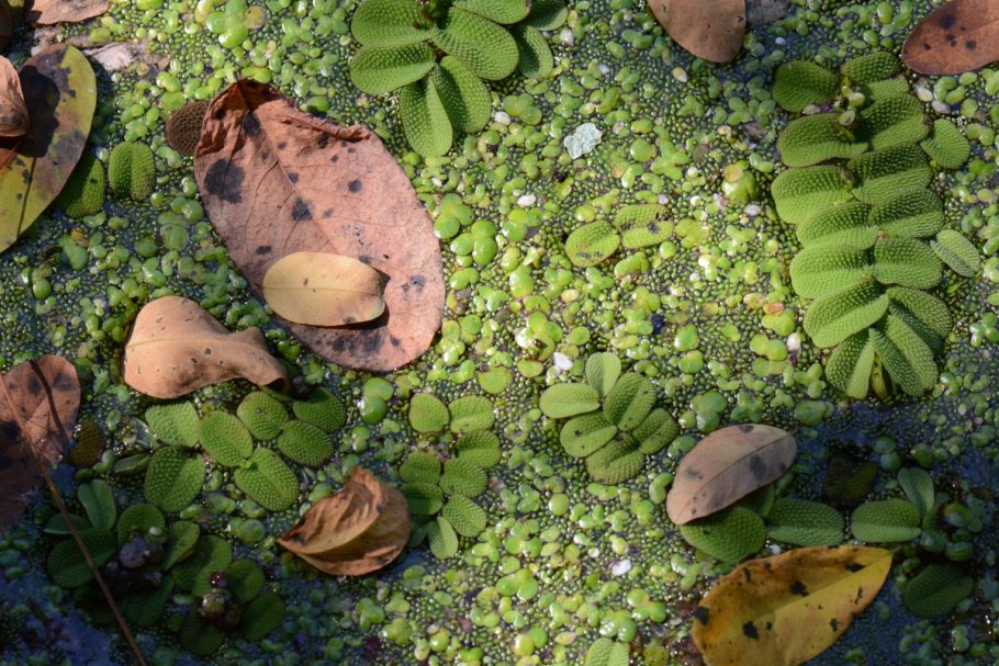 Сальвиния клобучковая