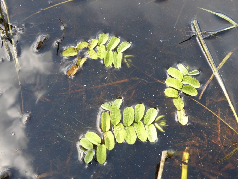 Папоротник Сальвиния плавающая