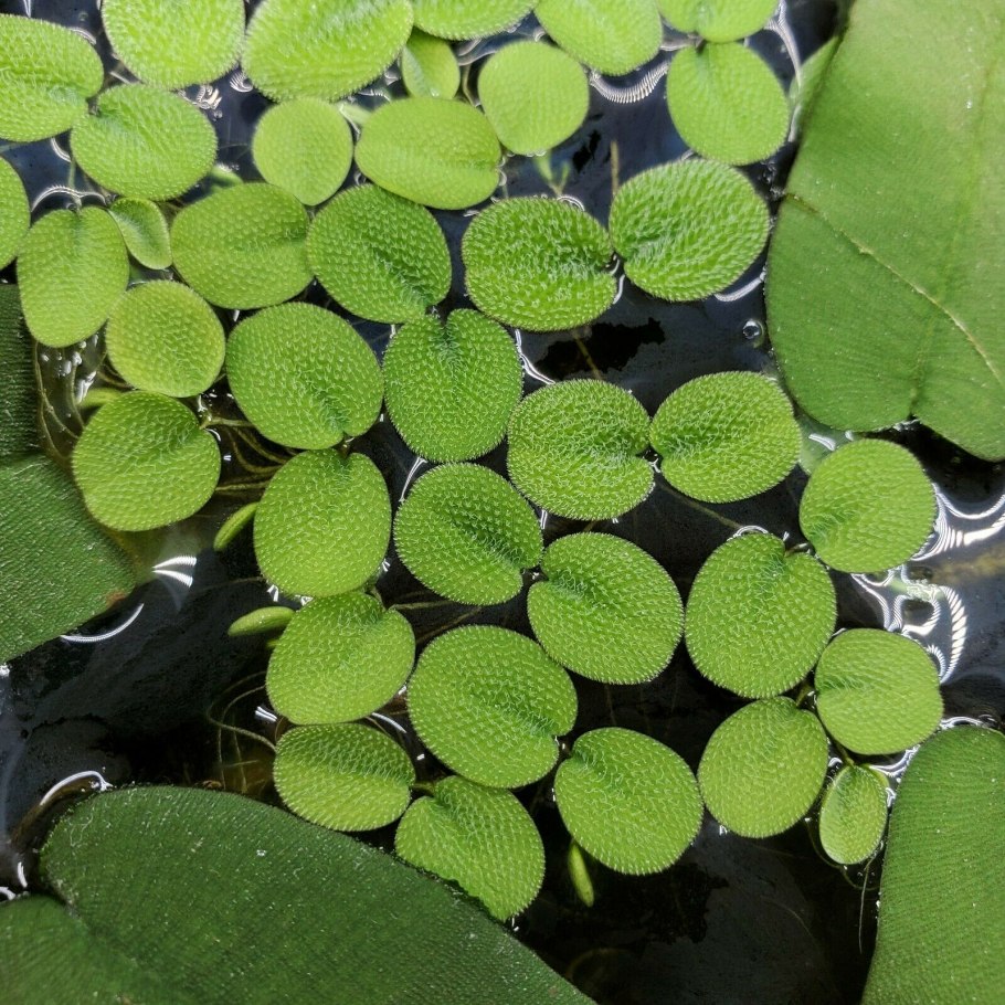 Водный папоротник Сальвиния