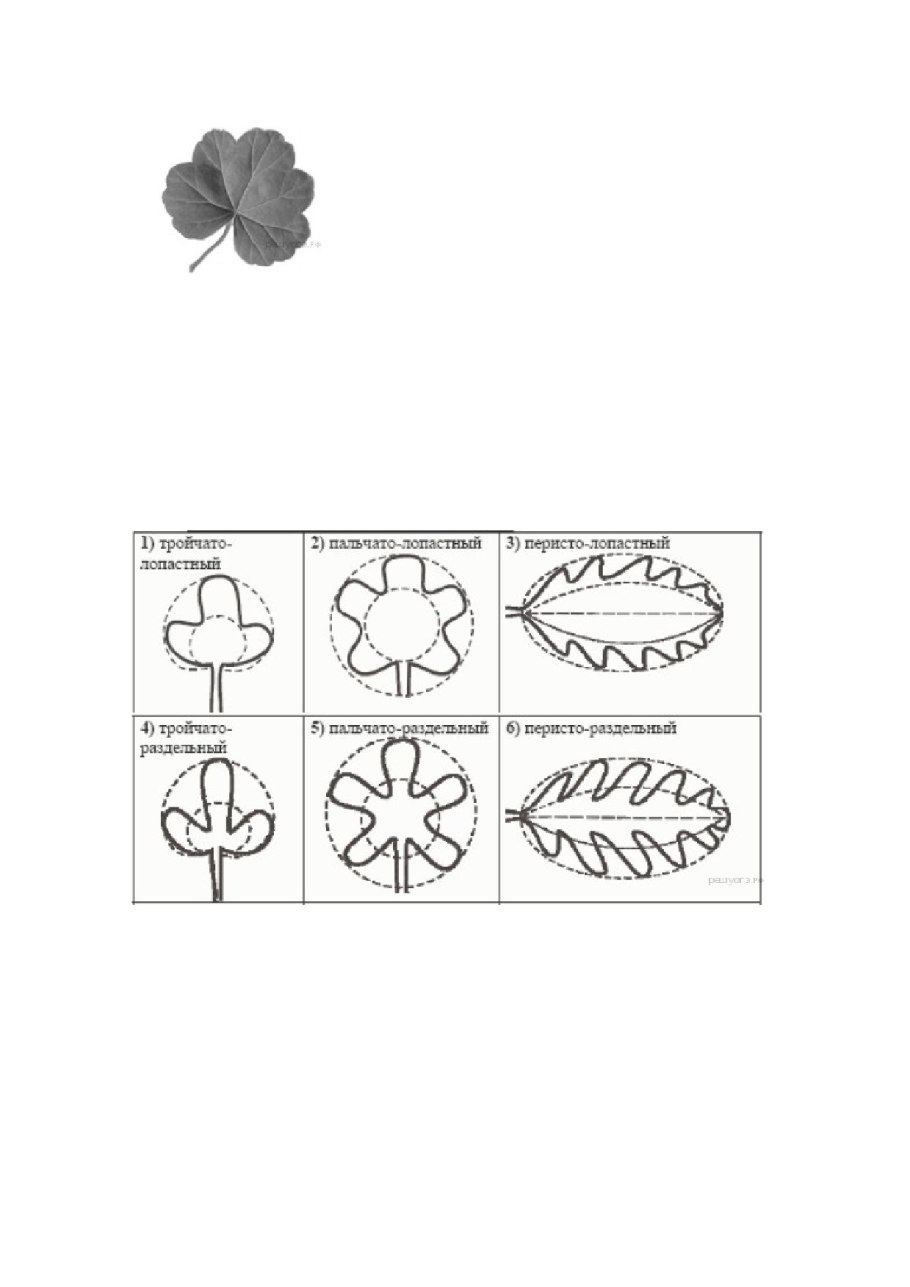 Гинкго двулопастного листьев