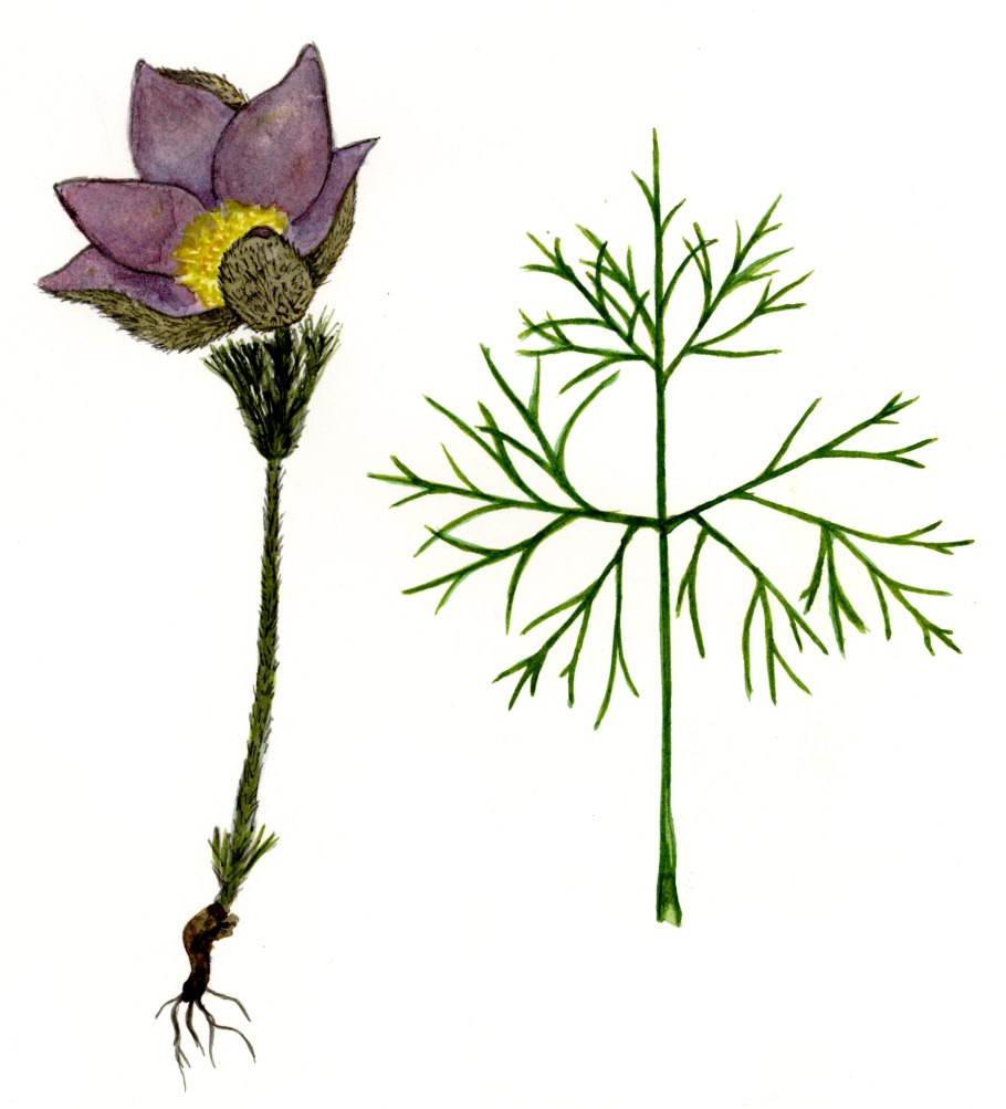 Горицвет Земноводный