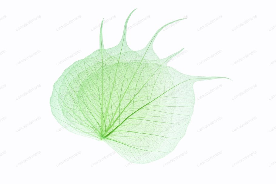 Лист гинкго билоба вектор