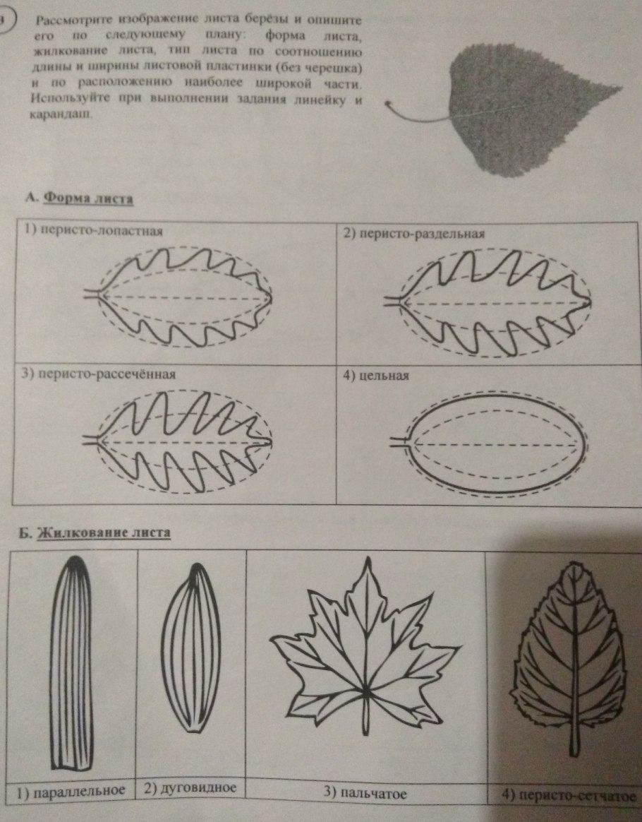 Жилкование листа алоэ