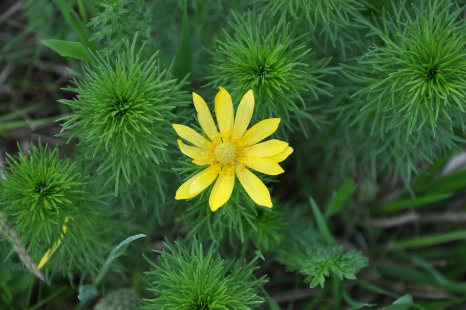 Формула листа биология