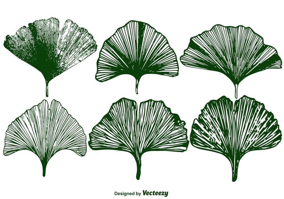 Адонис весенний Ставрополь