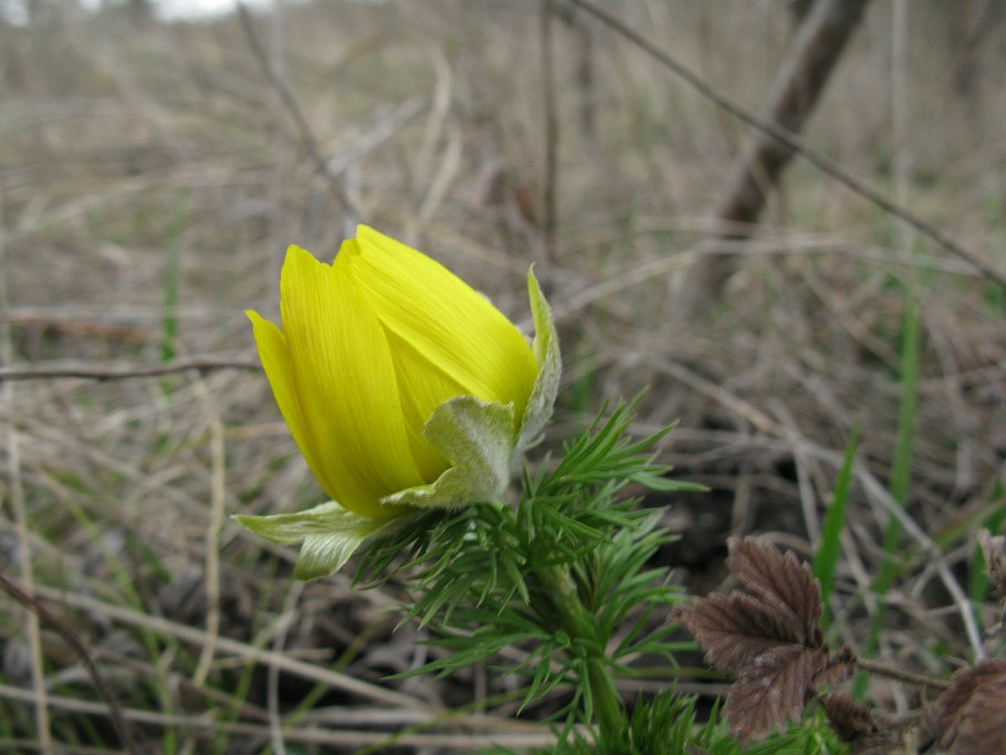 Лилия washingtonianum