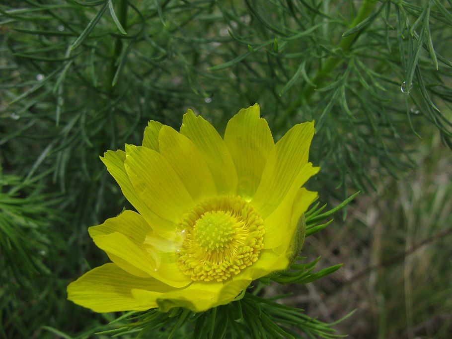 Адонис весенний горицвет