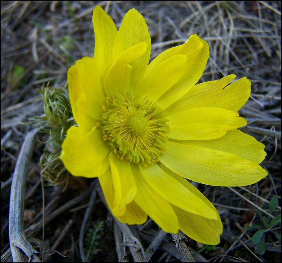 Адонис весенний (горицвет весенний)