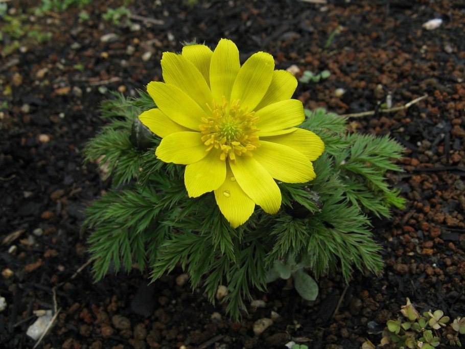 Желтый мар в Ульяновской области