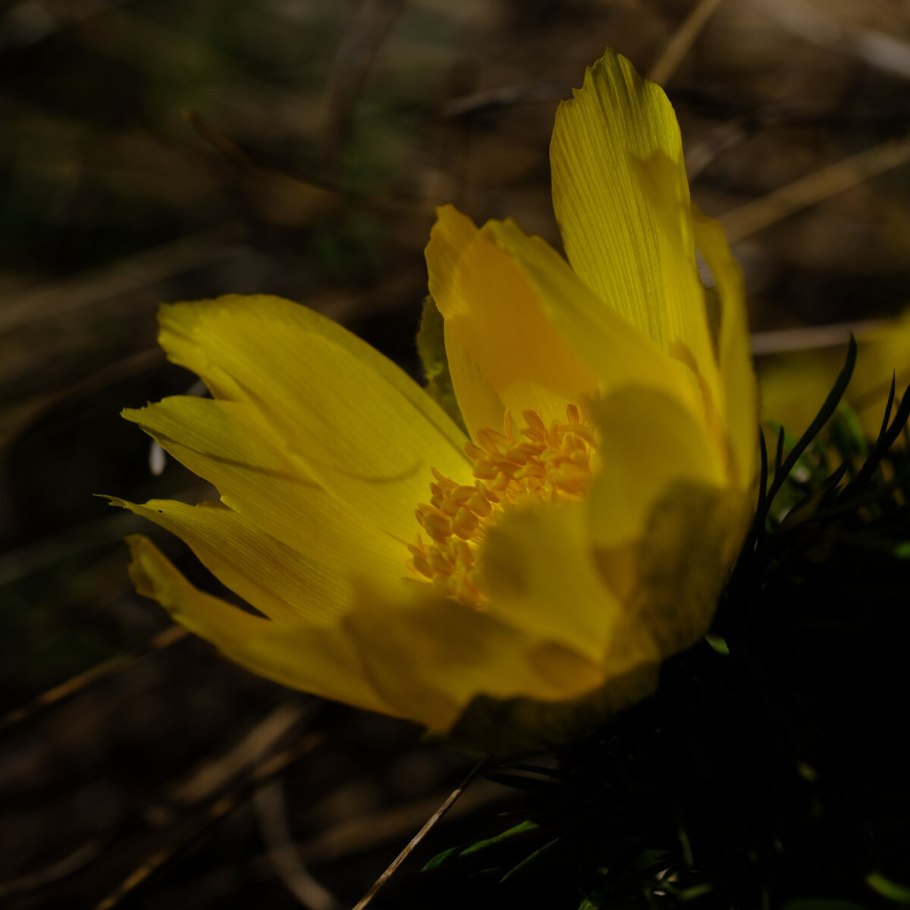 Первоцвет адонис весенний