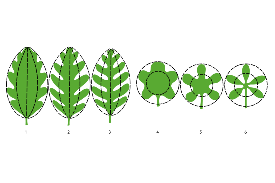 Перисто лопастная форма листа