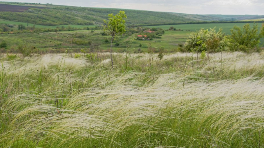 Ковыль красивейший (Stipa pulcherrima)