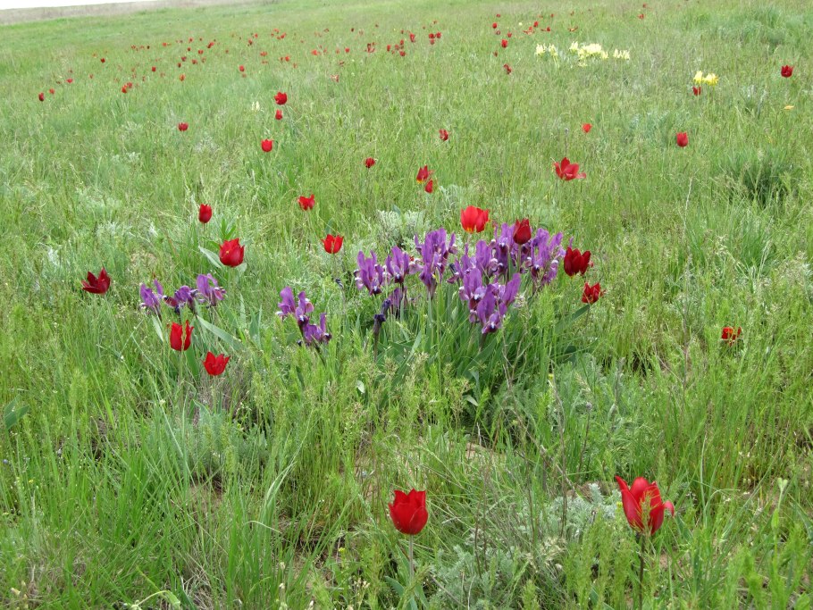 Хомутовская степь в Донецкой области