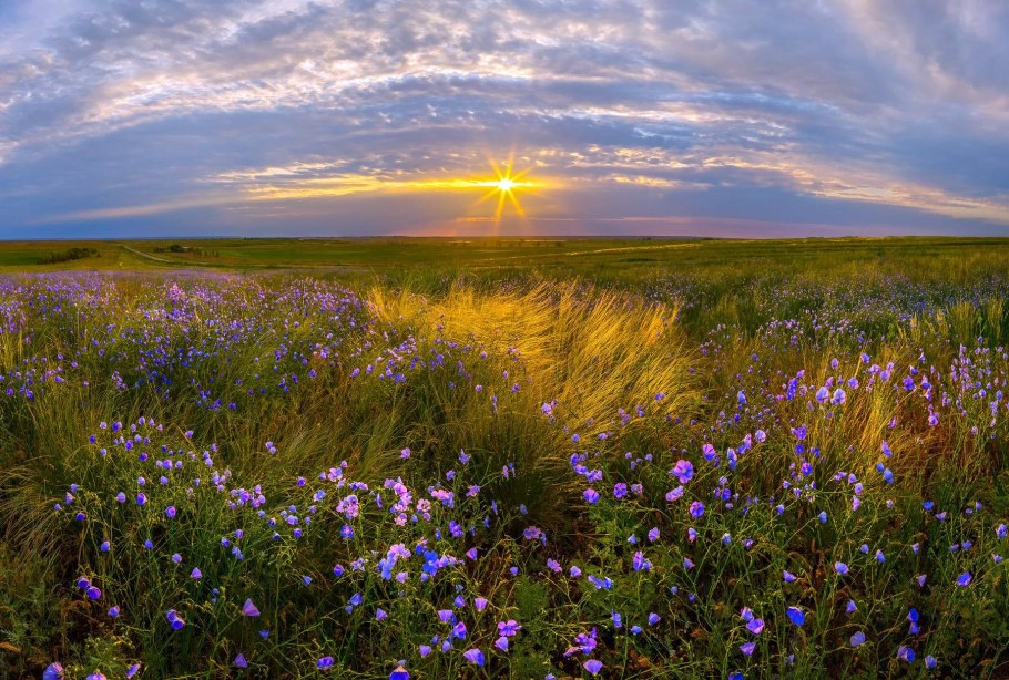 Лекарственные растения Луганщины