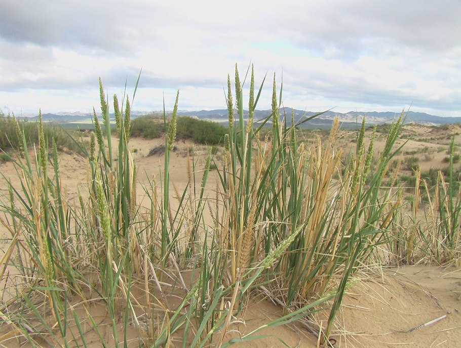 Тамариск ксерофит